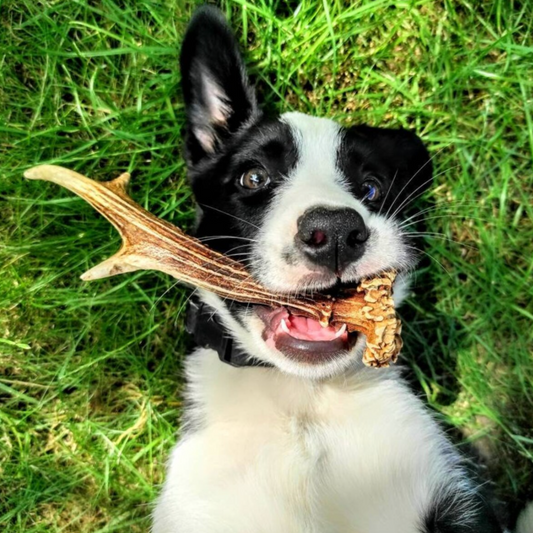 Bienfaits des bois de cerf pour chien