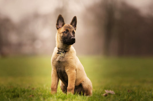 Les meilleurs nom de chiens féminins en 2023