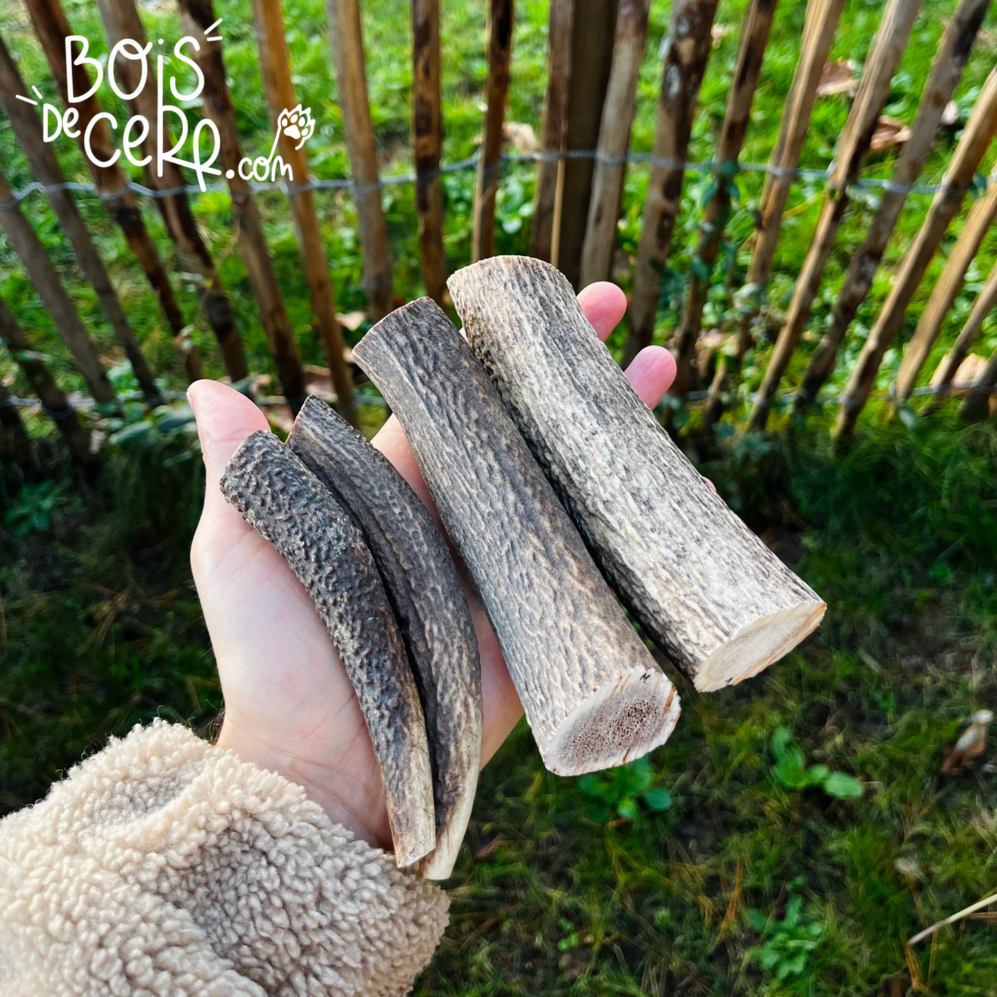 Bois de cerf pour chien entier