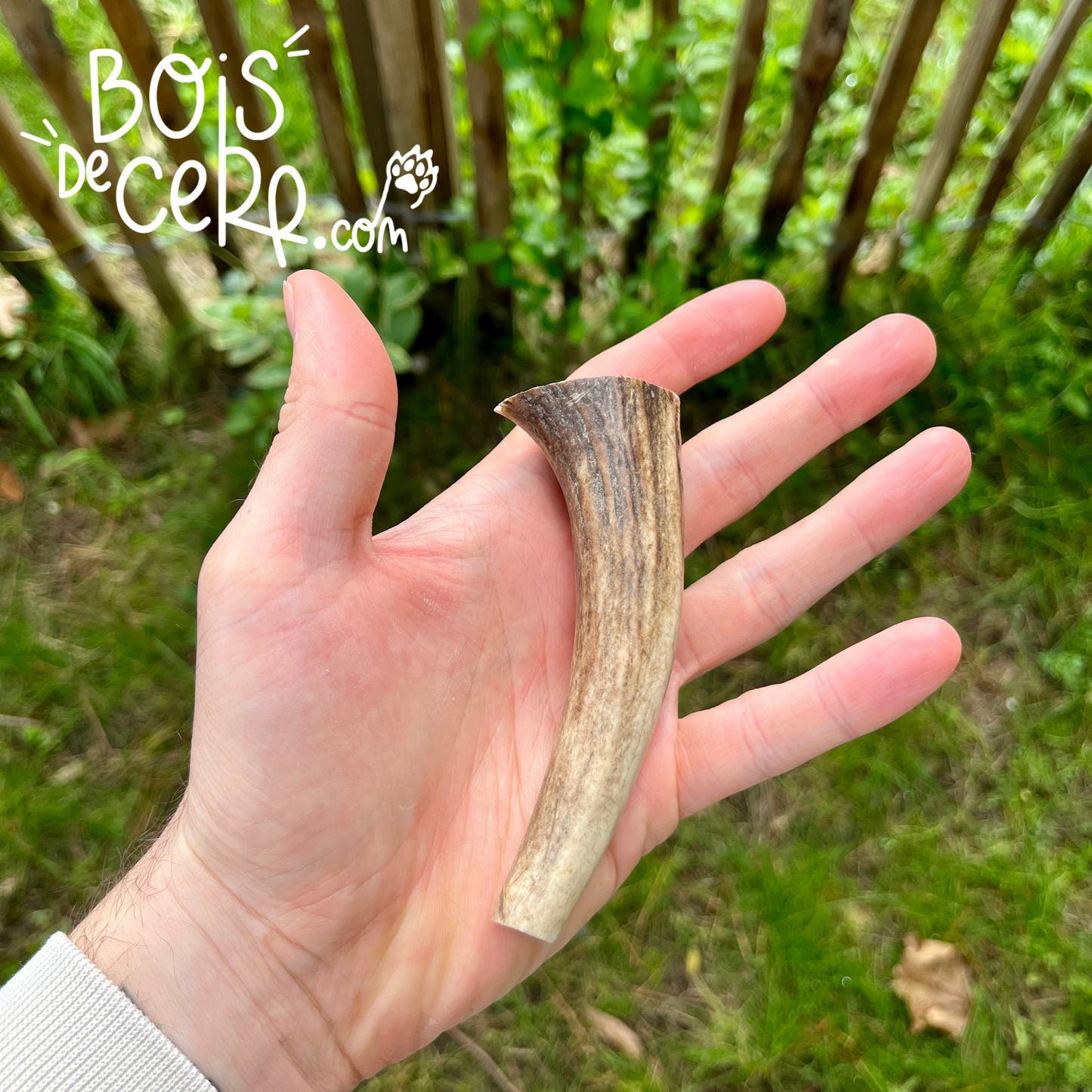 Bois de cerf pour chien entier