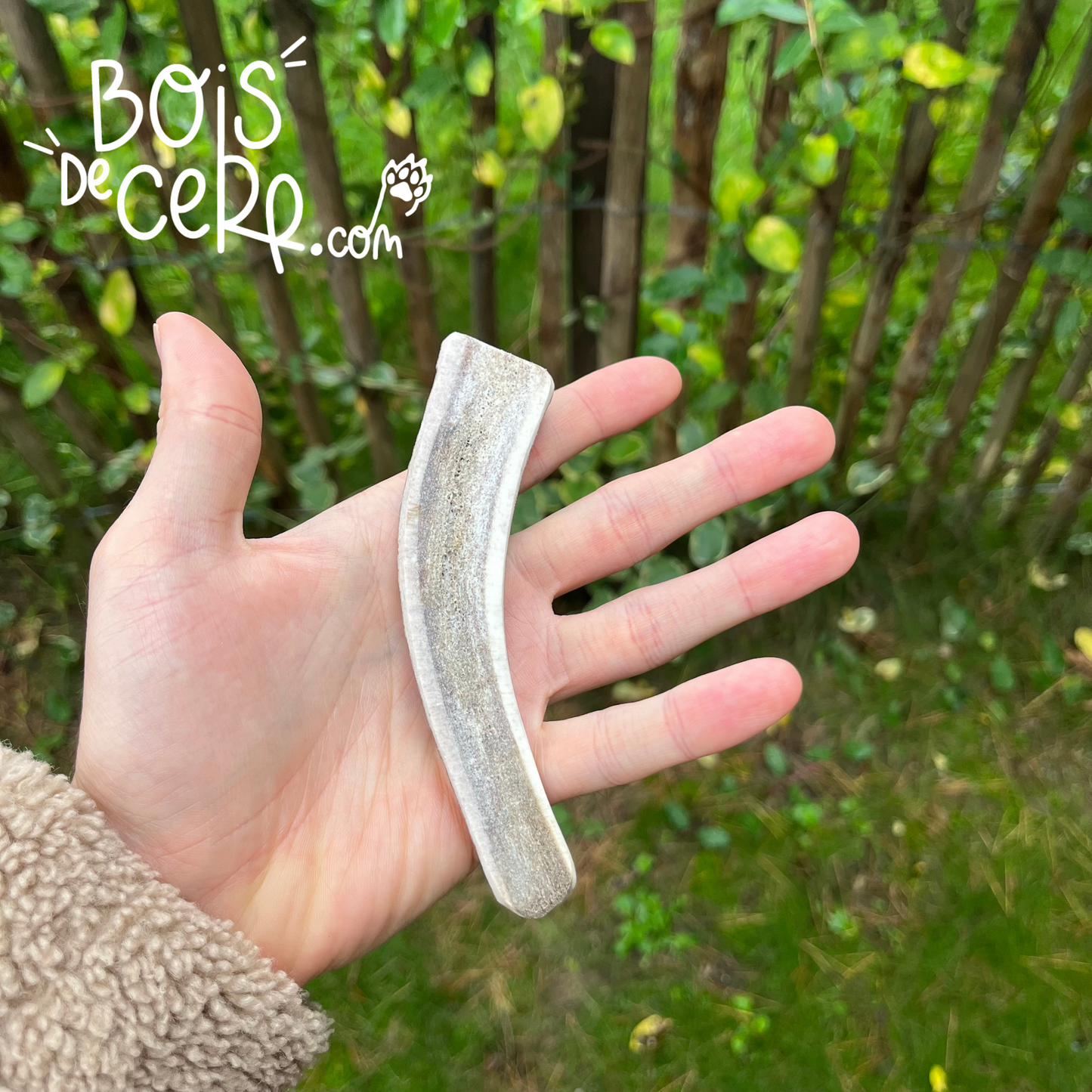 Bois de cerf pour chien tranché