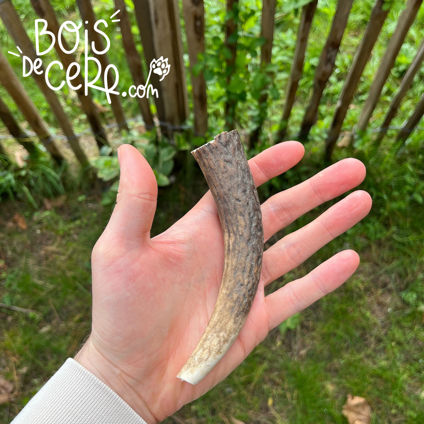 Bois de cerf pour chien entier