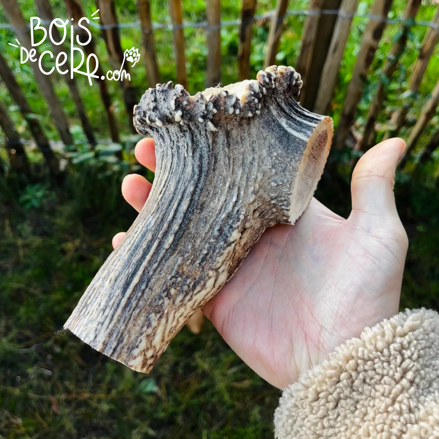 Bois de cerf pour chien entier