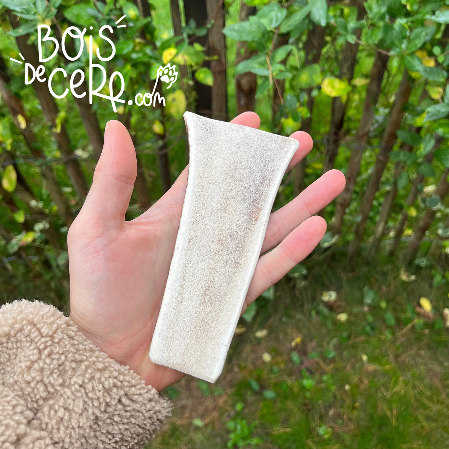 Bois de cerf pour chien tranché