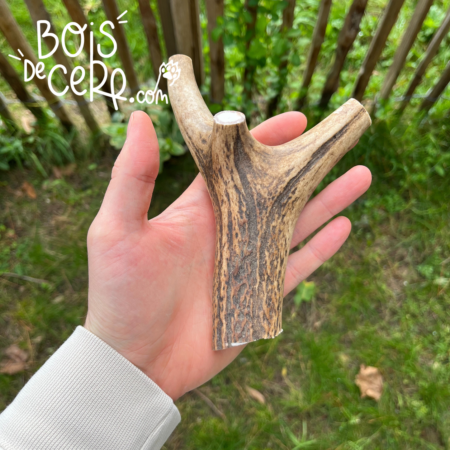 Bois de cerf pour chien entier