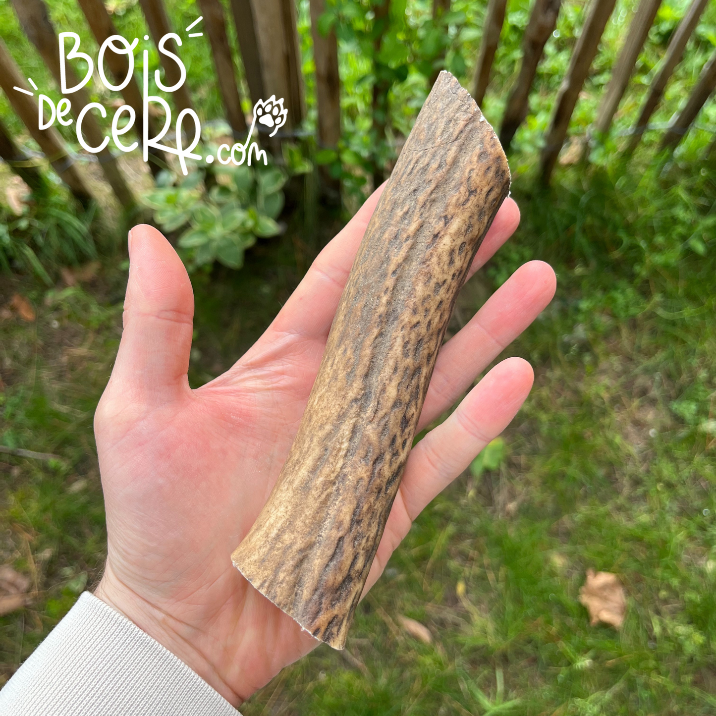 Bois de cerf pour chien entier