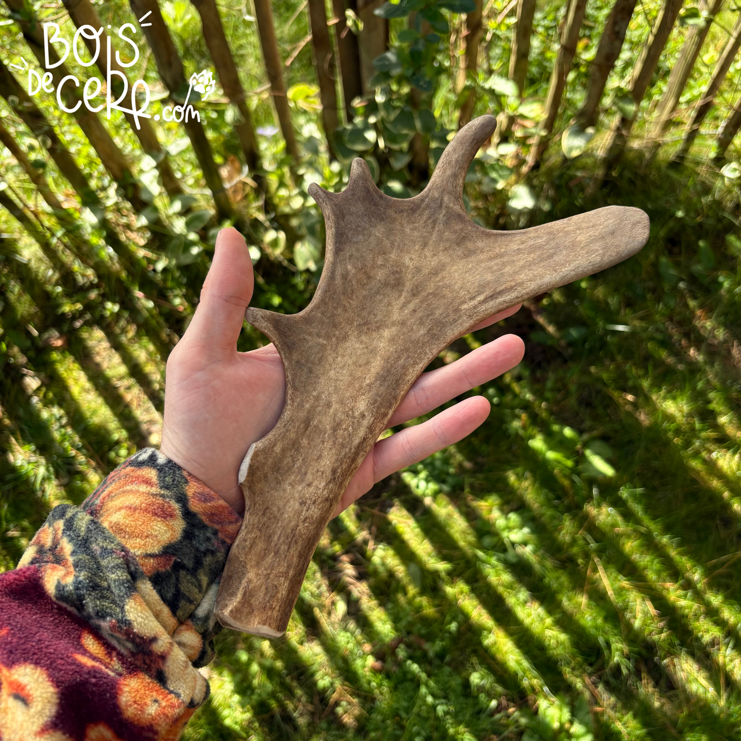 Bois de daim pour chien