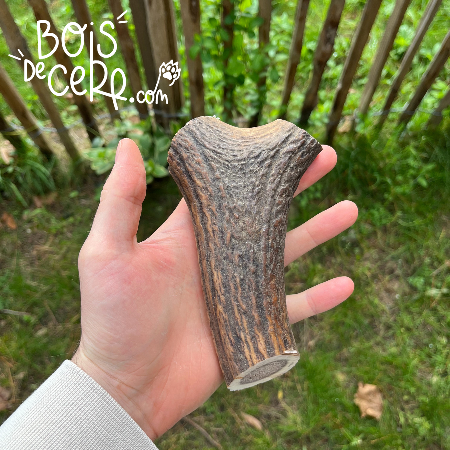 Bois de cerf pour chien entier
