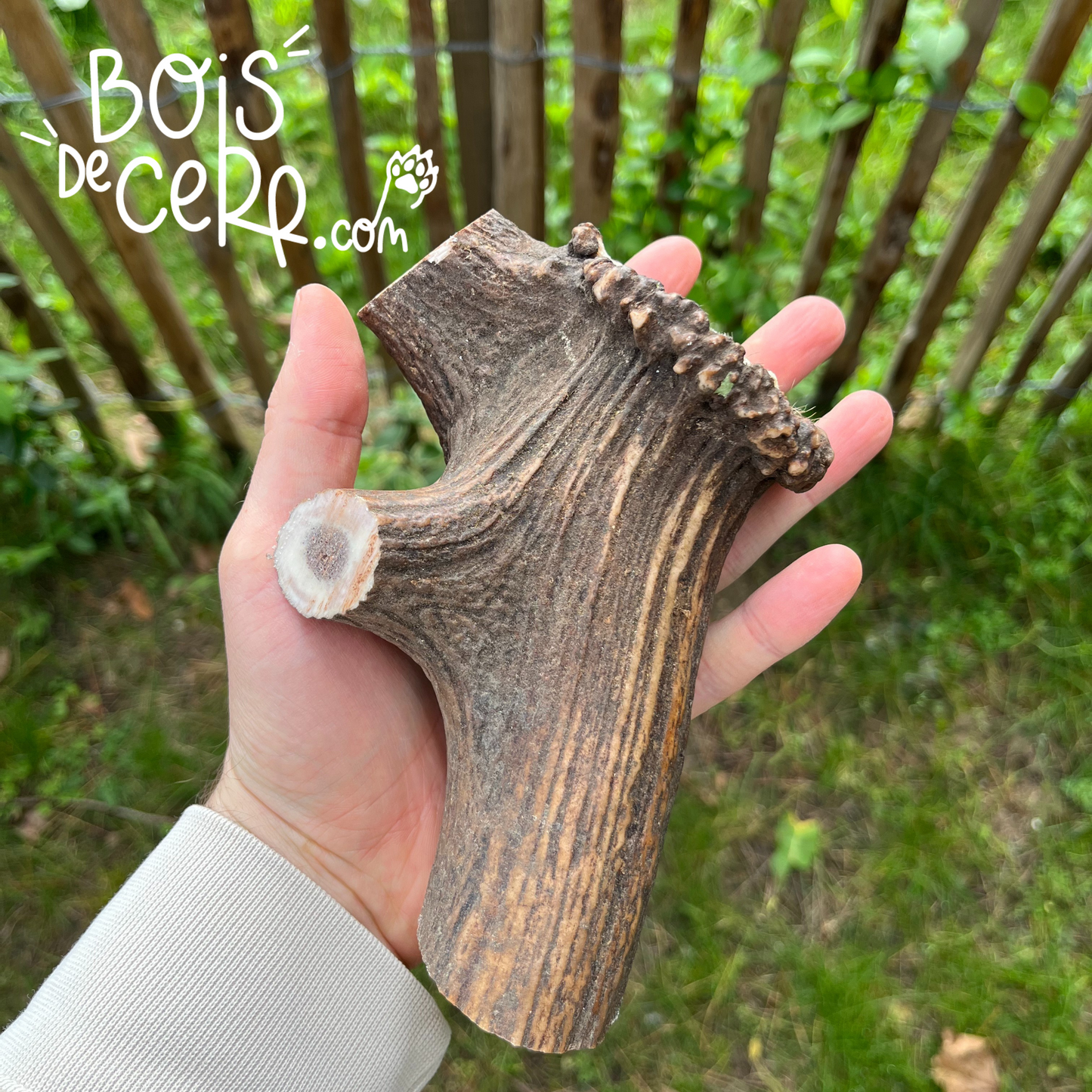 Bois de cerf pour chien entier