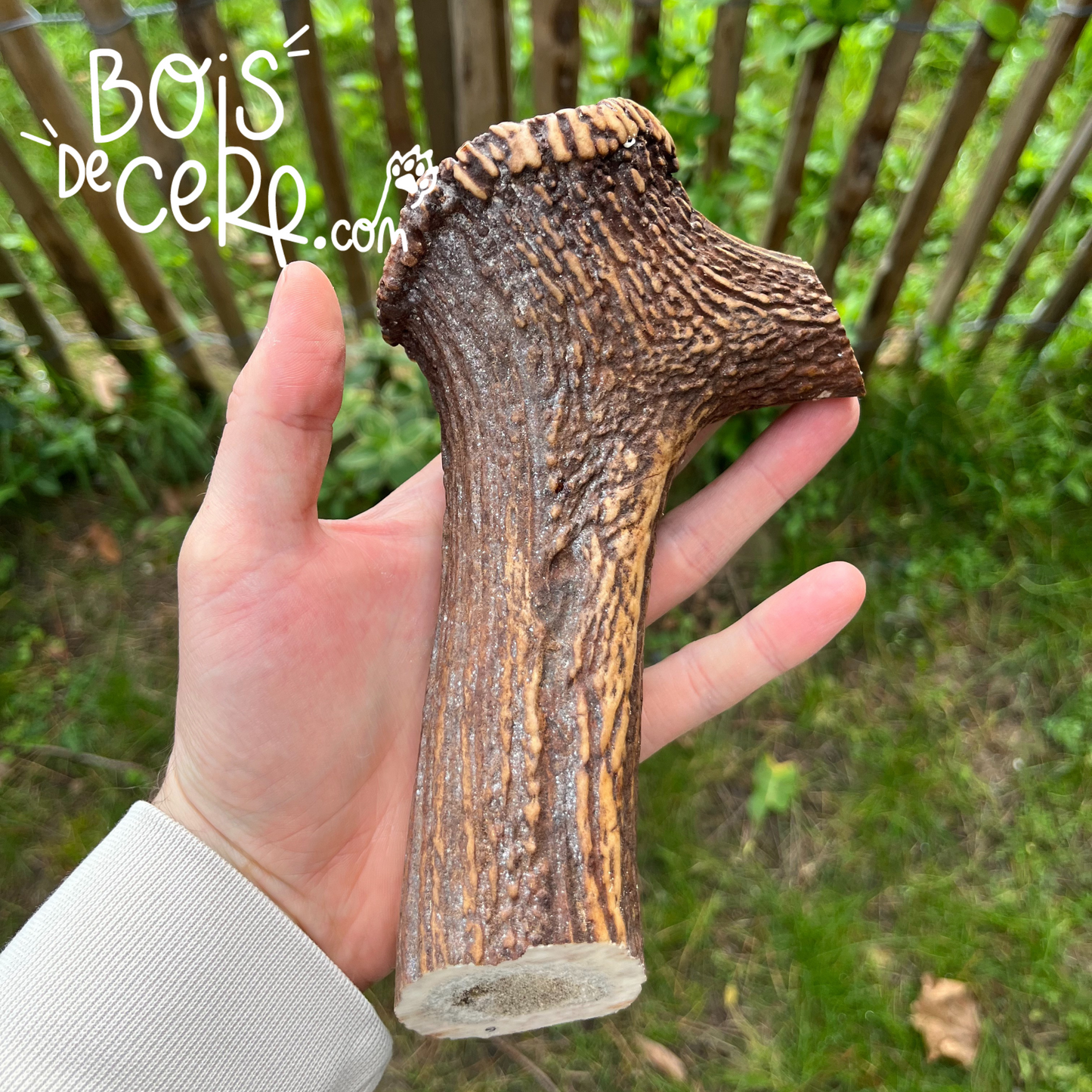 Bois de cerf pour chien entier