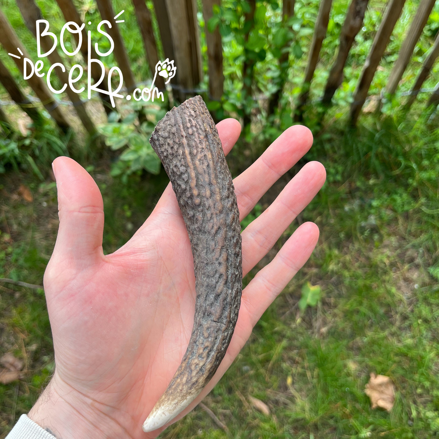 Bois de cerf pour chien entier