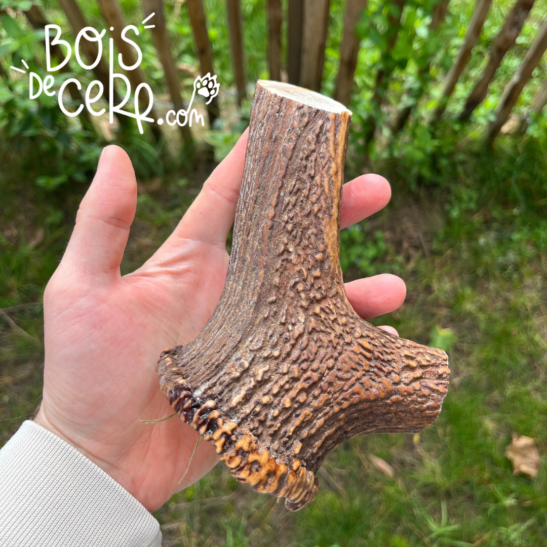 Bois de cerf pour chien entier